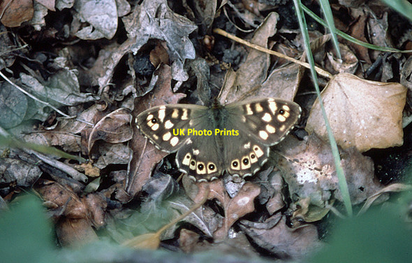 Photo 6"x4" Speckled Wood Butterfly Bramley\/SU6559 c1981