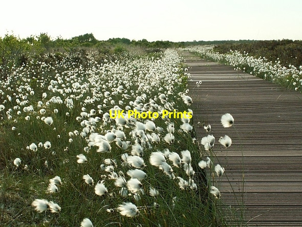 Photo 6"x4" Cotton grass Anthorn c2008