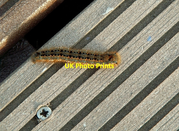 Photo 6"x4" Drinker moth caterpillar Anthorn c2008