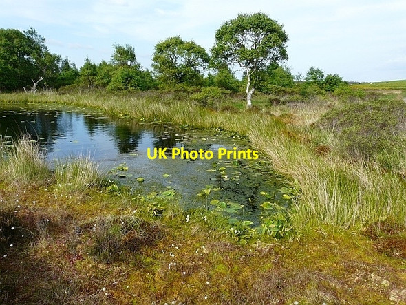 Photo 6"x4" Pool with water lilies Longcroft\/NY2158 c2008