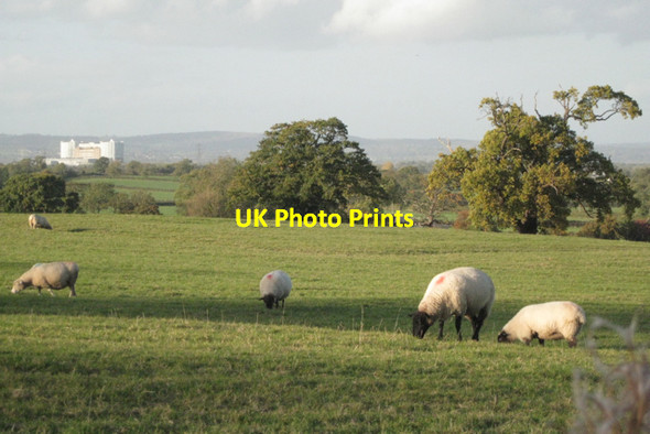 Photo 6"x4" Sheep and a view of Oldbury power station Kington\/ST6290 c2010