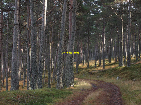 Photo 6"x4" Glen Banvie Wood Bruar c2010