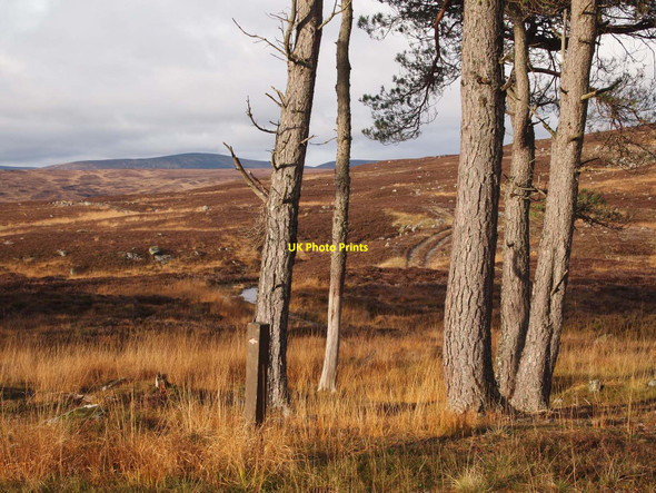 Photo 6"x4" Path to Ruichlachrie Bruar c2010
