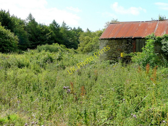 Photo 6"x4" Edge of the Forest of Dean Ruardean Woodside c2009