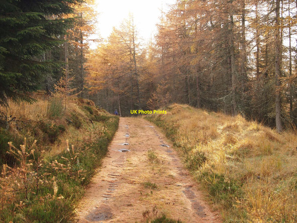 Photo 6"x4" Glen Bruar track in Glen Banvie Wood Bruar c2010