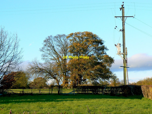 Photo 6"x4" Trees and electricity pole, Ewen Ewen c2010