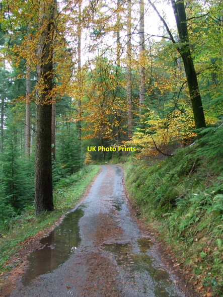 Photo 6"x4" Minor Road Betws-y-Coed c2010