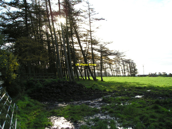 Photo 6"x4" Larch plantation Pren-gwyn c2010