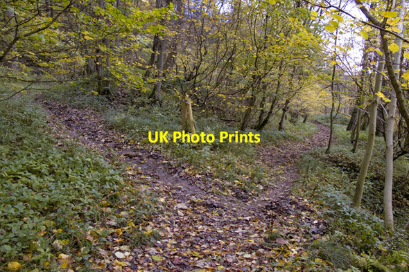 Photo 6"x4" Footpath junction in Outhwaite Wood Wray c2010
