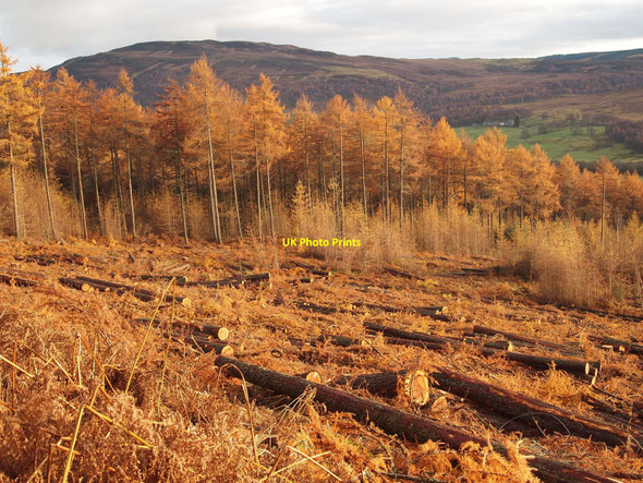 Photo 6"x4" Felling in Baluain Wood Bruar c2010