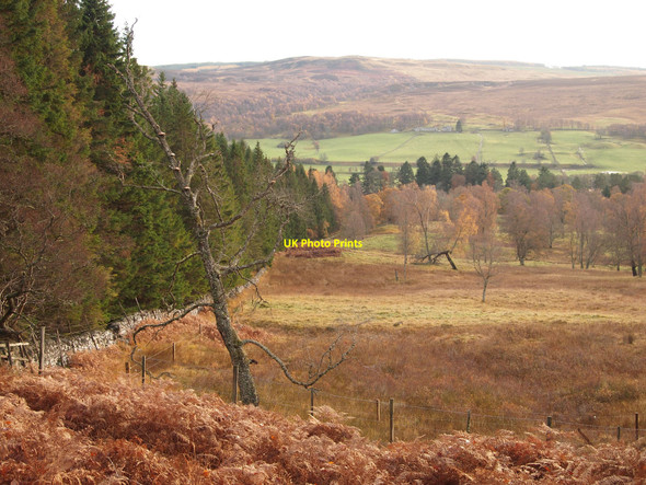 Photo 6"x4" Edge of Baluain Wood Bailanloan c2010