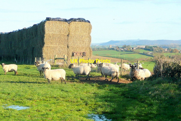 Photo 6"x4" Sheep and straw Orcop c2010