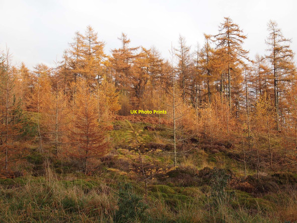 Photo 6"x4" Larches in Baluain Wood Bruar c2010