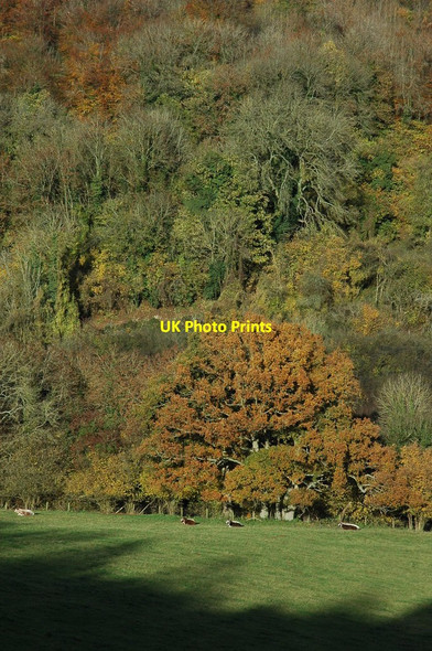 Photo 6"x4" Gloucester cattle Nailsworth c2010
