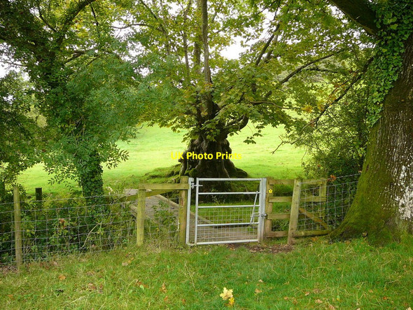 Photo 6"x4" Gate and old tree, east of Delacorse Farm Cross Inn\/SN2912 c2010