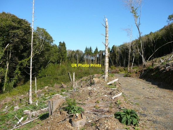 Photo 6"x4" Felled forest on the Landsker Borderlands Trail north of Rhydwilym Llangolman c2010