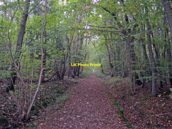 Photo 6"x4" Path through Dilliner Wood Belle Eau Park c2010