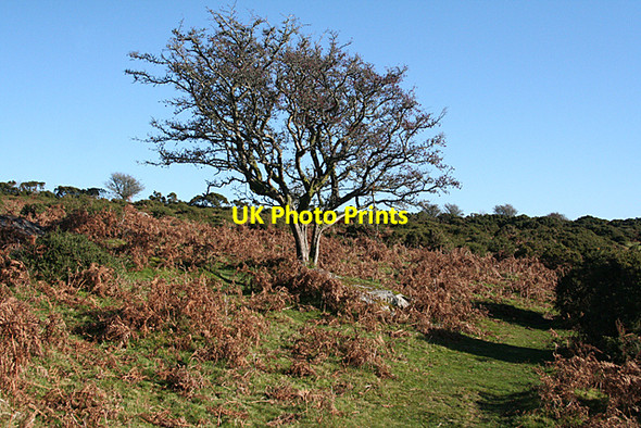Photo 6"x4" Widecombe in the Moor: lone Hawthorn Dartmeet c2010