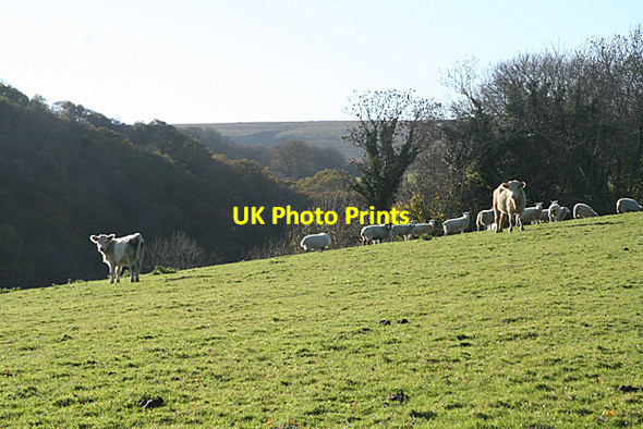 Photo 6"x4" Holne: overlooking Michel Combe Michelcombe c2010