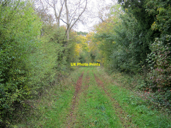 Photo 6"x4" Track through Nut Wood Belle Eau Park c2010