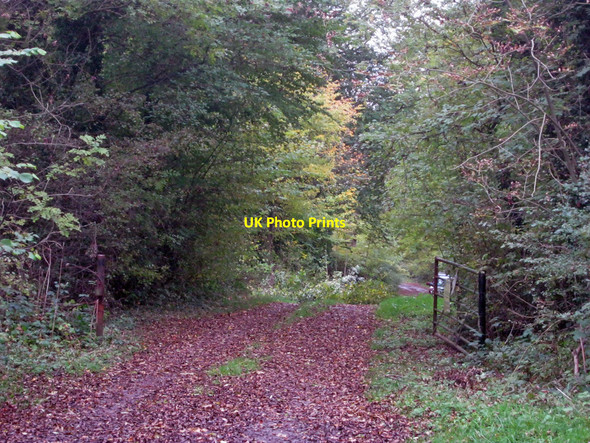 Photo 6"x4" Side track in Redgate Wood Belle Eau Park c2010