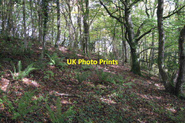 Photo 6"x4" Woodland below Canonteign Lower Ashton c2010