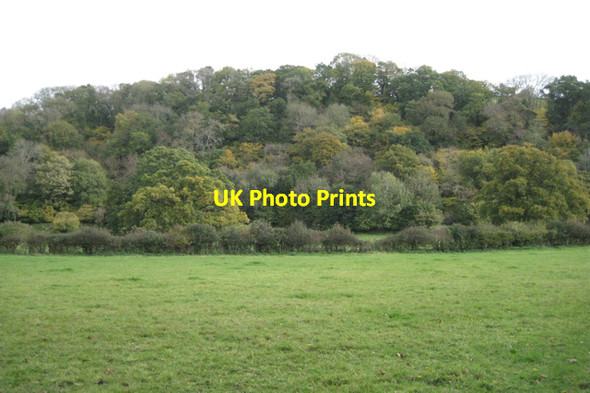 Photo 6"x4" Woodland below Beardon Hill Lower Ashton c2010