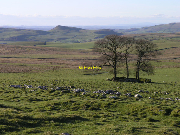 Photo 6"x4" Lonely Copse near Henside Road with Smearsett Scar and Pot Scar in view Stainforth\/SD8267 c2010