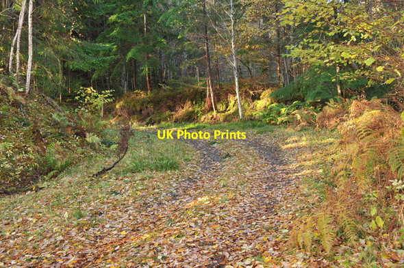 Photo 6"x4" Road into the forest near Bunloit Bunloit c2010