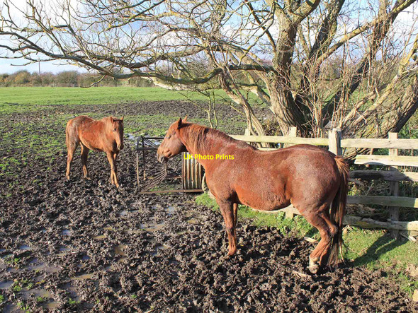 Photo 6"x4" Horses in a field near Dairy Farm Knightcote c2010