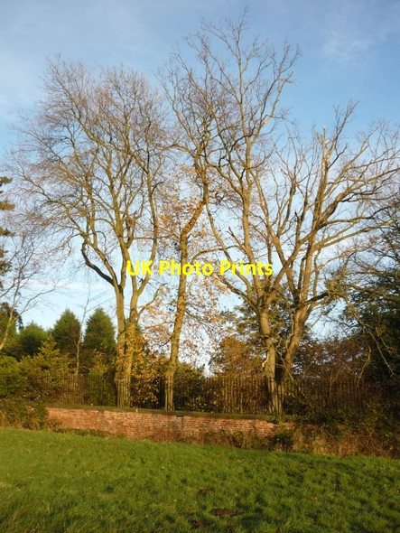 Photo 6"x4" Trees on The Retreat boundary York\/SE5951 c2010