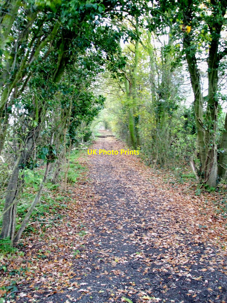 Photo 6"x4" Leafy Bridleway Shotgate c2010