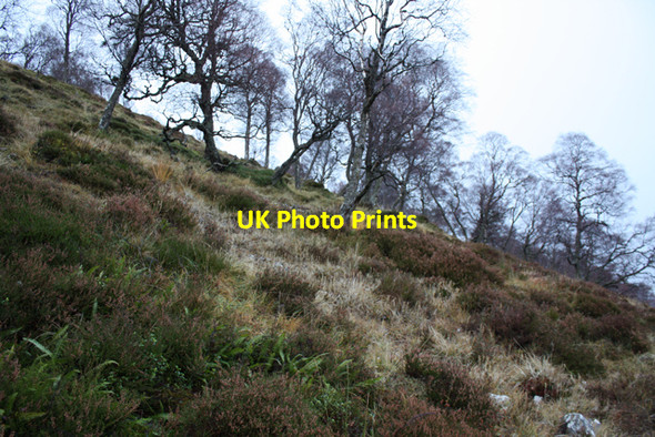 Photo 6"x4" Birch trees in Glen Feshie Carnachuin c2010