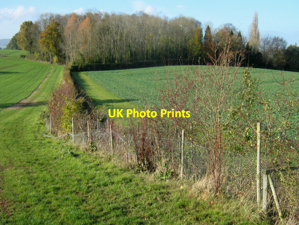 Photo 6"x4" Woods on Bower Hill Cannington c2010