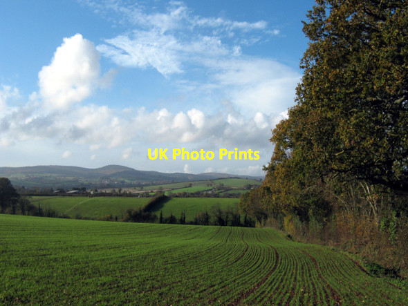 Photo 6"x4" Fields near Fiddington Bonson c2010