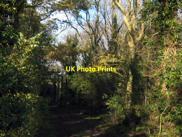 Photo 6"x4" Woods near Hill Farm Combwich c2010