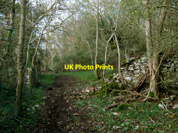 Photo 6"x4" Path through the woods, Horn Hill Edbrook\/ST2340 c2010