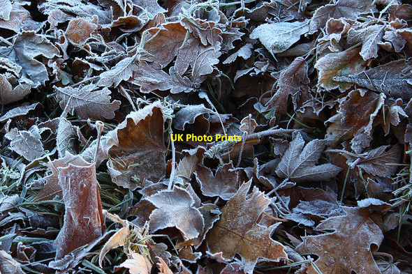 Photo 6"x4" Frosted leaves near Pontshill Pontshill c2010