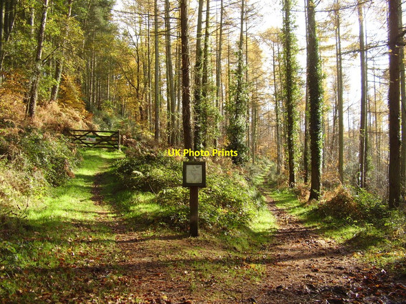 Photo 6"x4" Stoney Hill, Bulverton Plantation Sidmouth c2010
