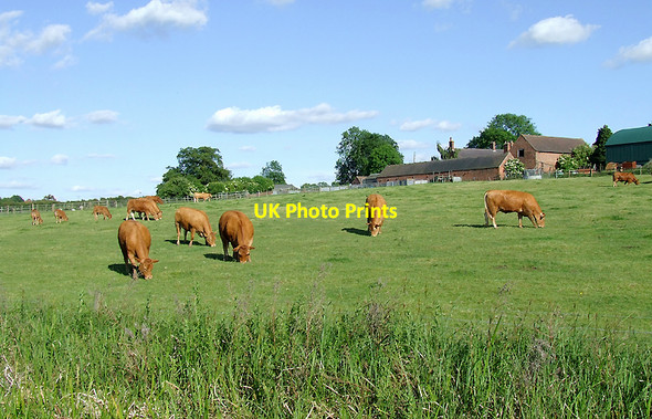 Photo 6"x4" Grazing at Far Coton, Leicestershire Far Coton c2010