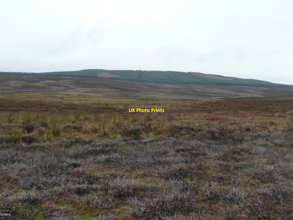 Photo 6"x4" Heather moorland Kinnaird\/NN9559 c2010