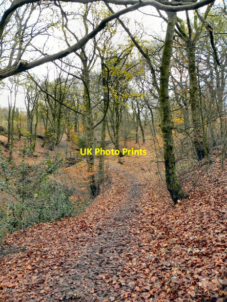 Photo 6"x4" Raveden Clough, Smithills Country Park Astley Bridge c2010