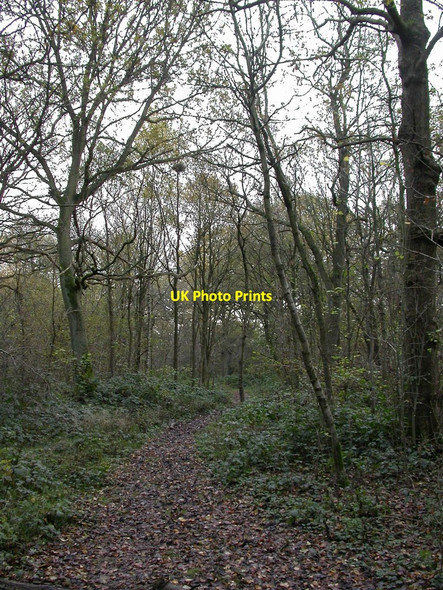 Photo 6"x4" Willenhall, nature reserve Binley\/SP3777 c2010