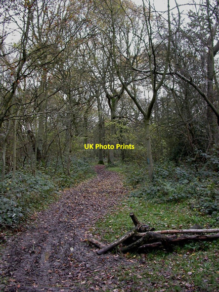 Photo 6"x4" Willenhall Wood, footpath Binley\/SP3777 c2010