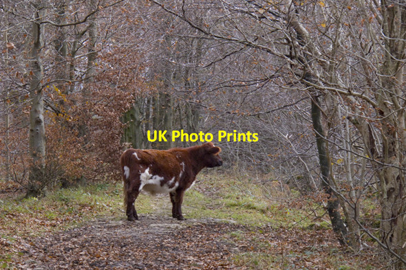 Photo 6"x4" Footpath hazard in Storth Wood Dalton\/SD5476 c2010