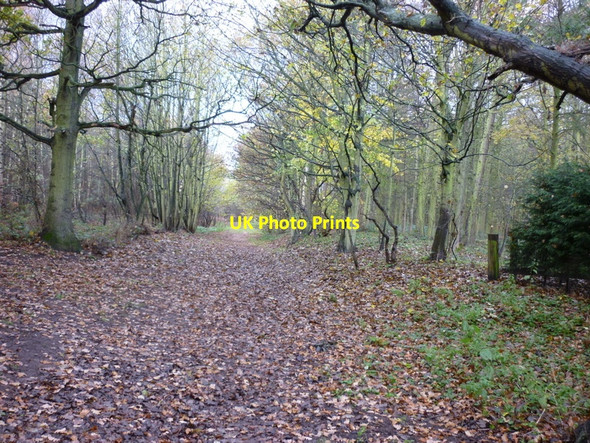 Photo 6"x4" A footpath through Rowland Plantation Broughton Common c2010