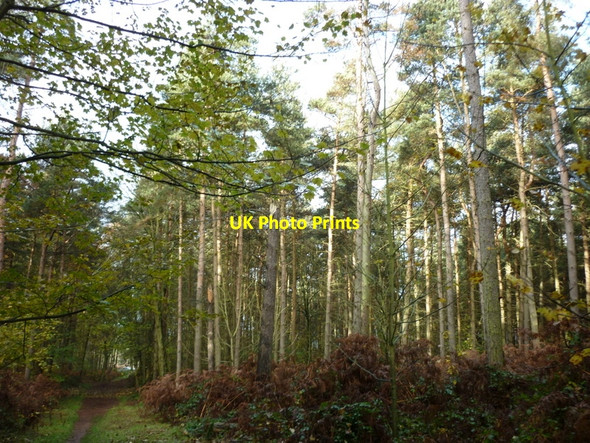 Photo 6"x4" Rowland Plantation Broughton Common c2010