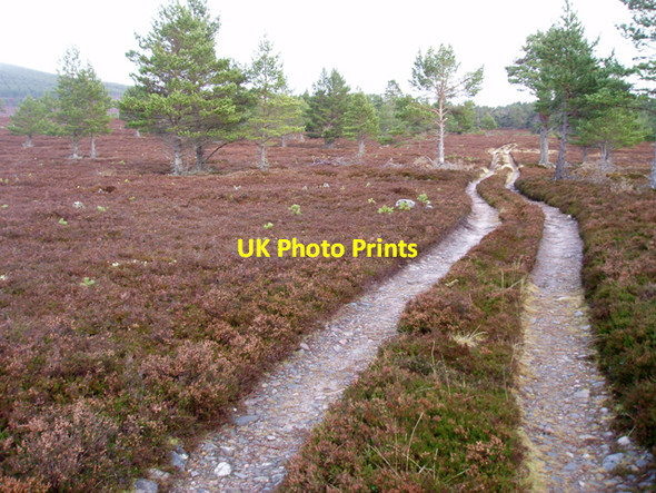 Photo 6"x4" Track near Dalnahaitnach Sluggan c2010