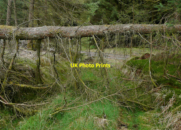 Photo 6"x4" Forest track meets forestry road, Ceredigion Cefn Ty'n-y-graig c2010 P1
