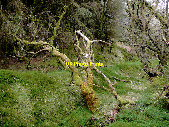 Photo 6"x4" Tywi Forest track east of  Cnwch Rhiwhalog, Ceredigion Cefn Ty'n-y-graig c2010